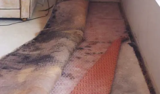 Carpet Mold