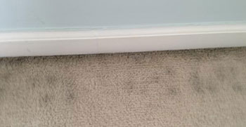 mold growth on carpet-1
